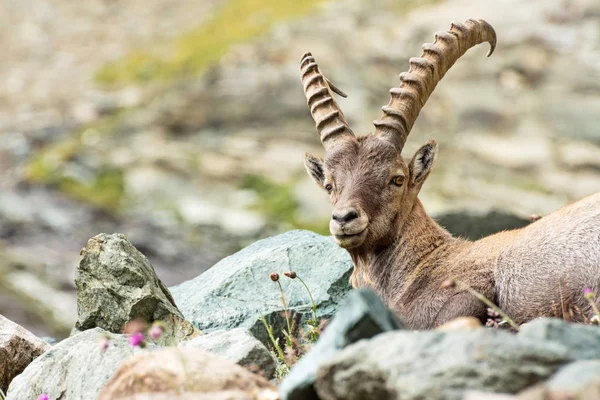 Alp Dağ Keçisi Capra Ibex Gran Paradiso Milli Parkı Talya — Stok fotoğraf