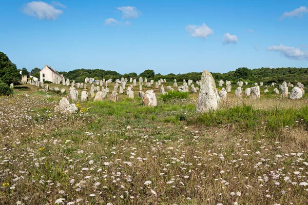 Prehistoryczne Megalityczne Menhirs Wyrównanie Carnac Bretania Francja — Zdjęcie stockowe