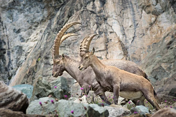 Dziki Ibex Alpach Włoskich Park Narodowy Gran Paradiso Włochy — Zdjęcie stockowe