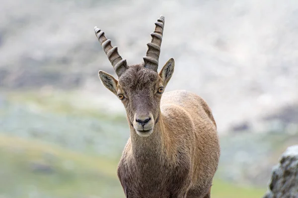 Cachorro Ibex Salvaje Los Alpes Italianos Parque Nacional Gran Paradiso —  Fotos de Stock