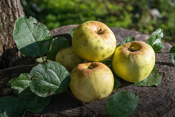 Manzanas Frescas Champán Ecológico Jardín Otoño —  Fotos de Stock