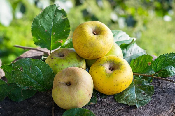 Organiczne Renetta Świeże Jabłka Jesiennym Ogrodzie — Zdjęcie stockowe