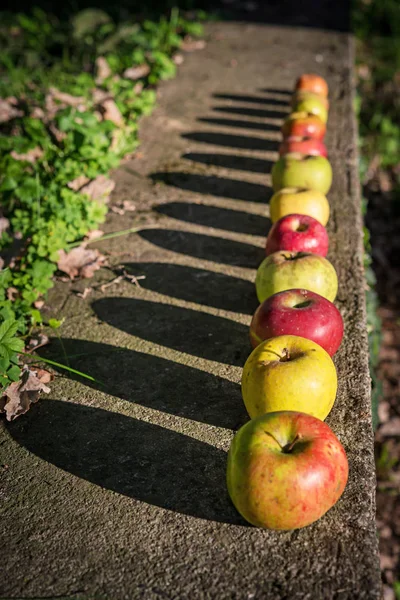 Sonbahar Bahçesinde Çeşitli Taze Elmalar — Stok fotoğraf