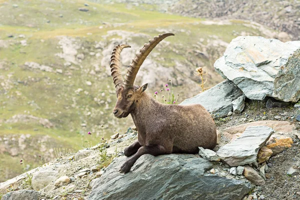 Ibex Salvaje Los Alpes Italianos Parque Nacional Gran Paradiso Italia —  Fotos de Stock