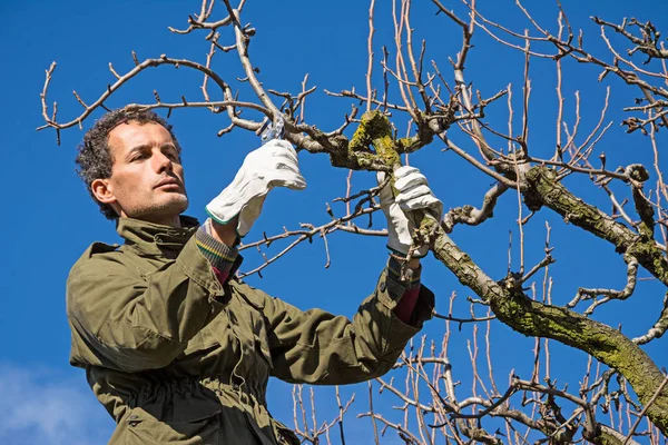 Tukang Kebun Memangkas Brunches Pohon Buah Dengan Gunting Pemangkas — Stok Foto