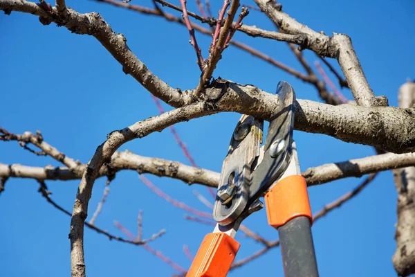 Poda Árvores Frutíferas Com Tesouras Podar — Fotografia de Stock