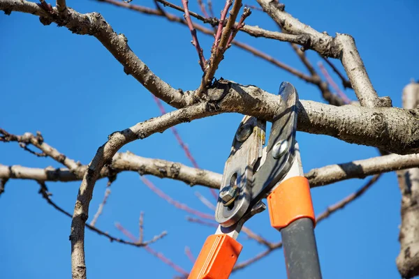 Árbol Frutal Poda Con Tijeras Podar — Foto de Stock