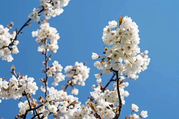春天里樱花的细枝末节 — 图库照片