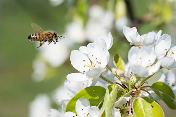 Biene Auf Kirschblüte Mit Pollen Frühling — Stockfoto