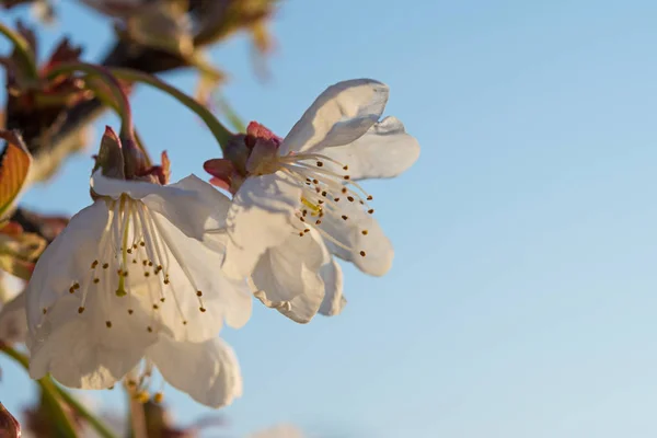 Детали Вишневых Цветов Весной Макрос — стоковое фото