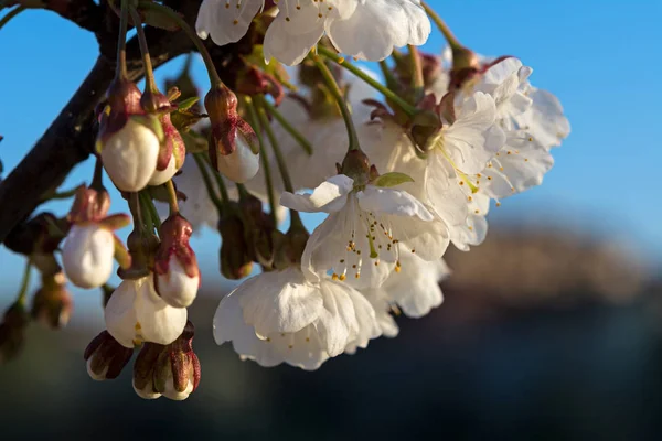 Lkbaharda Kiraz Çiçeklerinin Ayrıntıları Makro — Stok fotoğraf