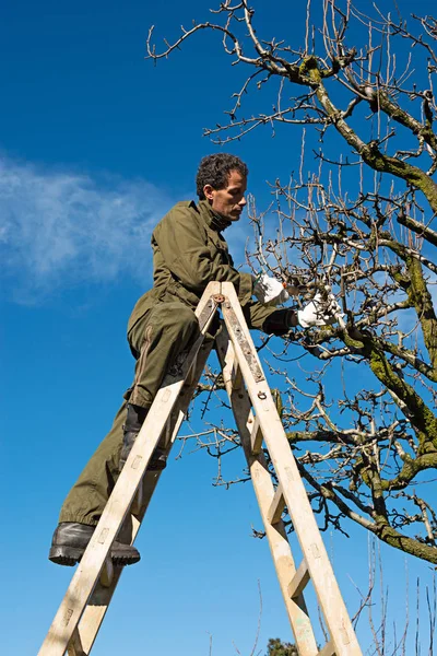 Tukang Kebun Memangkas Brunches Pohon Buah Dengan Gunting Pemangkas — Stok Foto