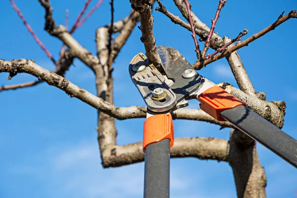 Memangkas Pohon Buah Dengan Gunting Pemangkas — Stok Foto