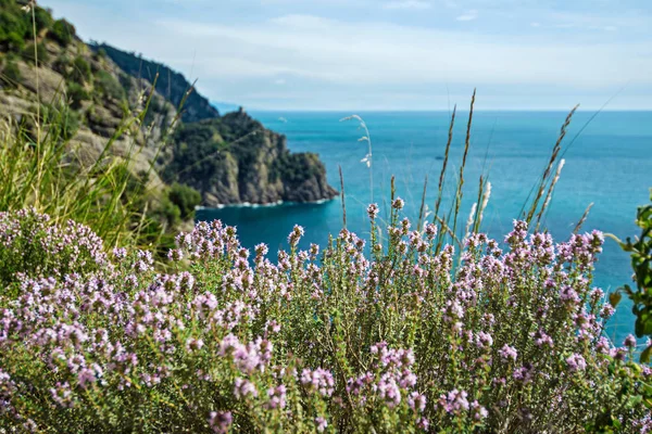 Lanscape Riviera Coast Turquiose Water Flowers Blue Sky Liguria Italy — Stock Photo, Image