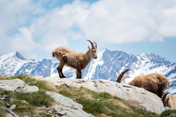 Wild Ibex Italian Alps Gran Paradiso National Park Italy — Stock Photo, Image