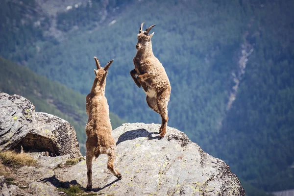 Dziki Ibex Walczący Skale Włoskie Alpy Park Narodowy Gran Paradiso — Zdjęcie stockowe