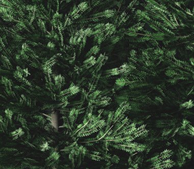 yemyeşil yeşil çam ağacı dalları arka plan