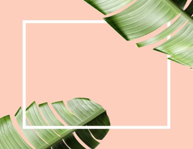 Tropikal tema arka plan çerçeve yaprakları ile