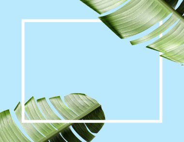 Tropikal tema arka plan çerçeve yaprakları ile