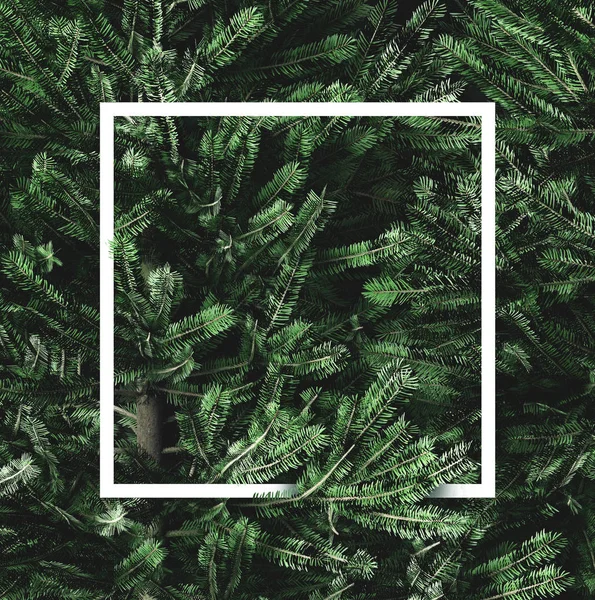 Lush Green Fir Tree Branches Background — Stock Photo, Image