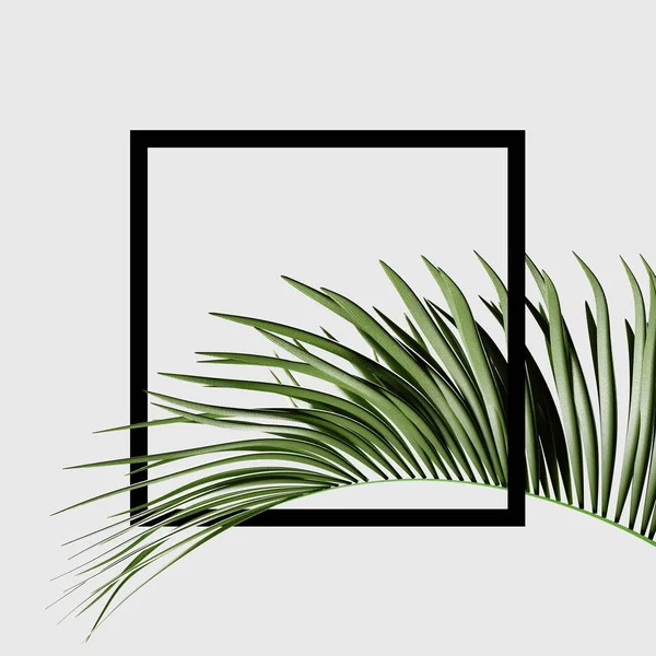 Tropikal Tema Arka Plan Çerçeve Palmiye Yaprağı — Stok fotoğraf