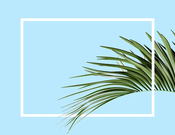 Quadro Fundo Tema Tropical Com Folha Palma — Fotografia de Stock