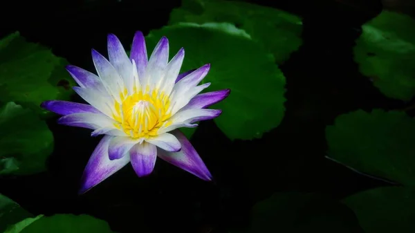 Όμορφο Μοβ Lotus Λουλούδι Και Πράσινο Φύλλα Μαύρο Φόντο — Φωτογραφία Αρχείου