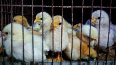 Sevimli tavuk çiftliği