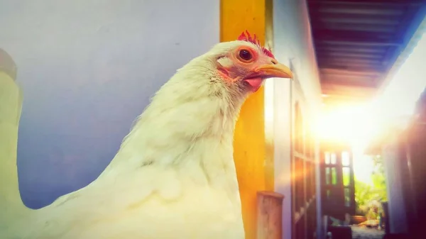 Sevimli Tavuk Çiftliği — Stok fotoğraf