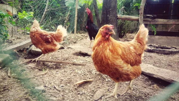 Cute Chicken Farm — Stock Photo, Image