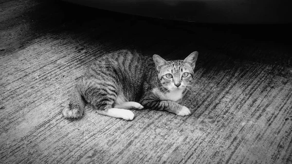 Μία Γάτα Που Αναζητούν Στο Τσιμεντένιο Πάτωμα — Φωτογραφία Αρχείου