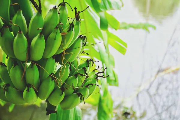 나무에 바나나 — 스톡 사진