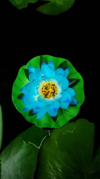 Üzerinde Yüzen Renkli Kumaştan Yapılmış Renkli Lotus Çiçeği — Stok fotoğraf