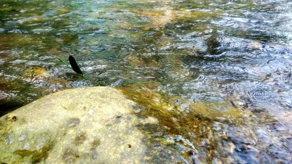 Libelle Auf Einem Felsen Einem Bach — Stockfoto