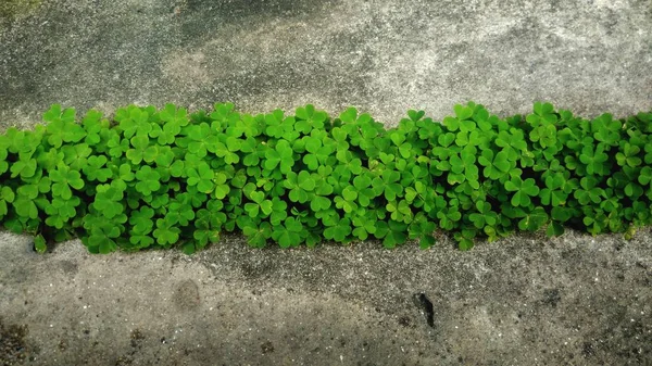 Mintás Zöld Növények Kertben — Stock Fotó