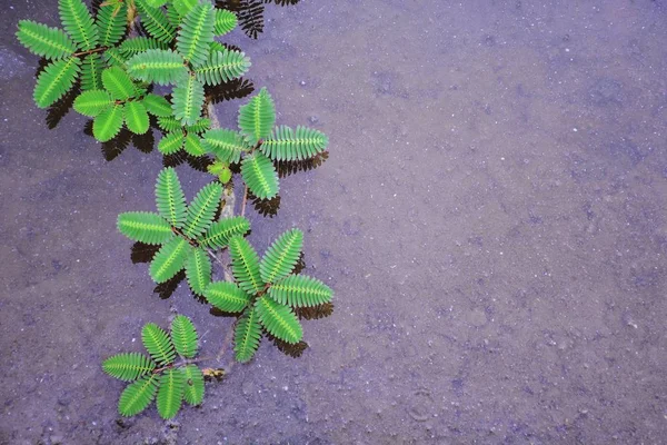 Pattern Green Plants Garden — Stock Photo, Image