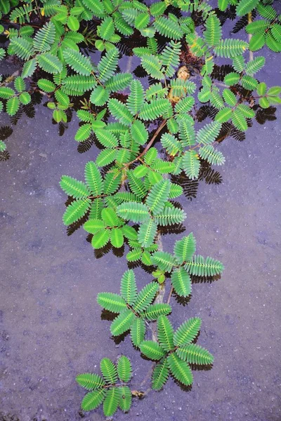 Patroon Groene Planten Tuin — Stockfoto