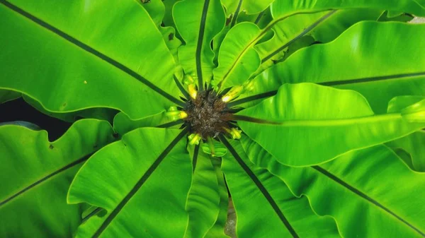 Beautiful Pattern Green Leaf — Stock Photo, Image