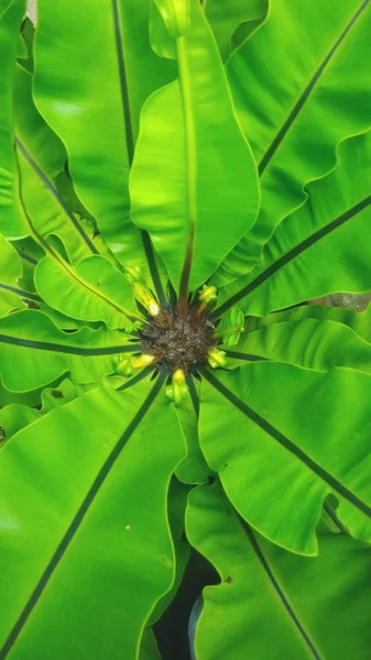 Beautiful Pattern Green Leaf — Stock Photo, Image