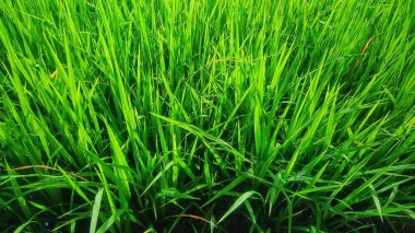 Güzel ve yeşil yaprak paterni 