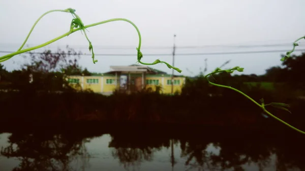 Мбаппе Узор Зеленого Листа — стоковое фото