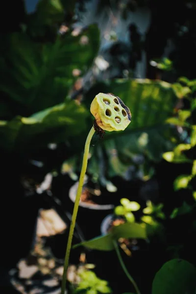 Kwiat Lotosu Zwiędłe Ogrodzie — Zdjęcie stockowe