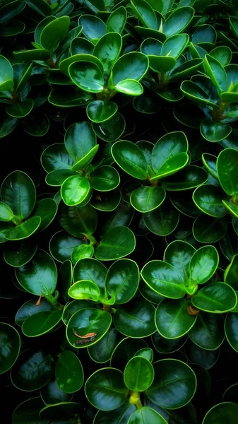 美しく 緑の葉のパターン — ストック写真