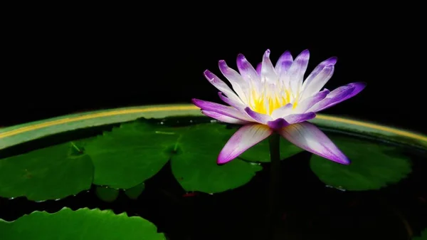 Vacker Lila Lotusblomma Med Grönt Löv Bakgrund — Stockfoto