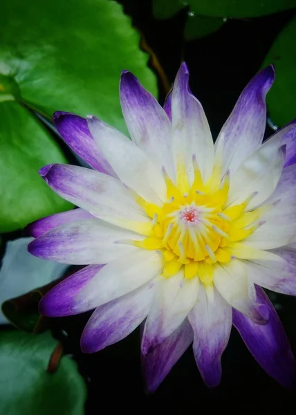 Vacker Lila Lotusblomma Med Grönt Löv Bakgrund — Stockfoto