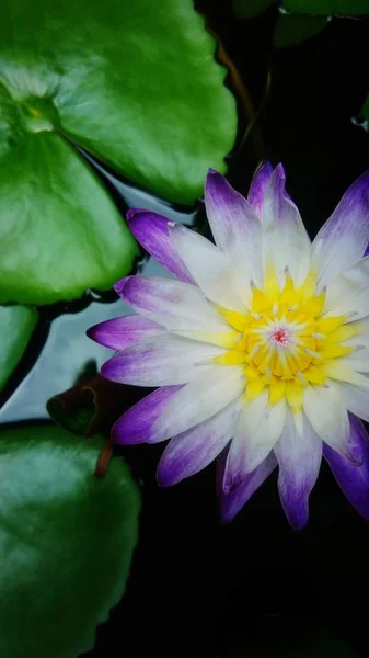 Yaprak Yeşil Arka Plana Sahip Güzel Mor Lotus Çiçeği — Stok fotoğraf