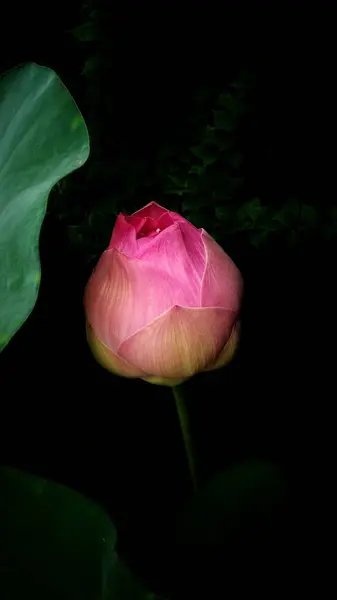 Mooie Roze Lotusbloem Met Groene Blad Achtergrond — Stockfoto