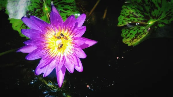 Yaprak Yeşil Arka Plana Sahip Güzel Mor Lotus Çiçeği — Stok fotoğraf