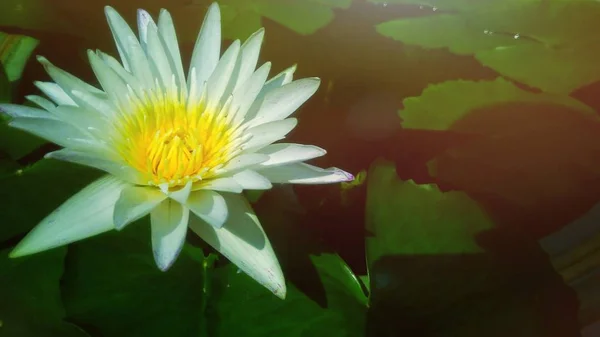Красивый Белый Цветок Лотоса Зеленым Листом Фона — стоковое фото