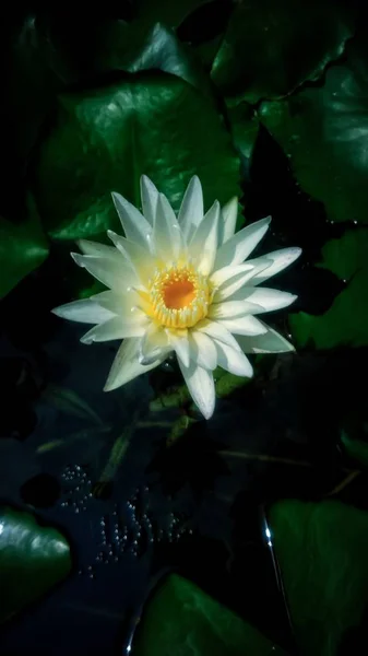 Vacker Vit Lotusblomma Med Grönt Löv Bakgrund — Stockfoto